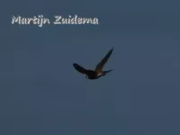 Amerikaanse slechtvalk [Falco peregrinus anatum]